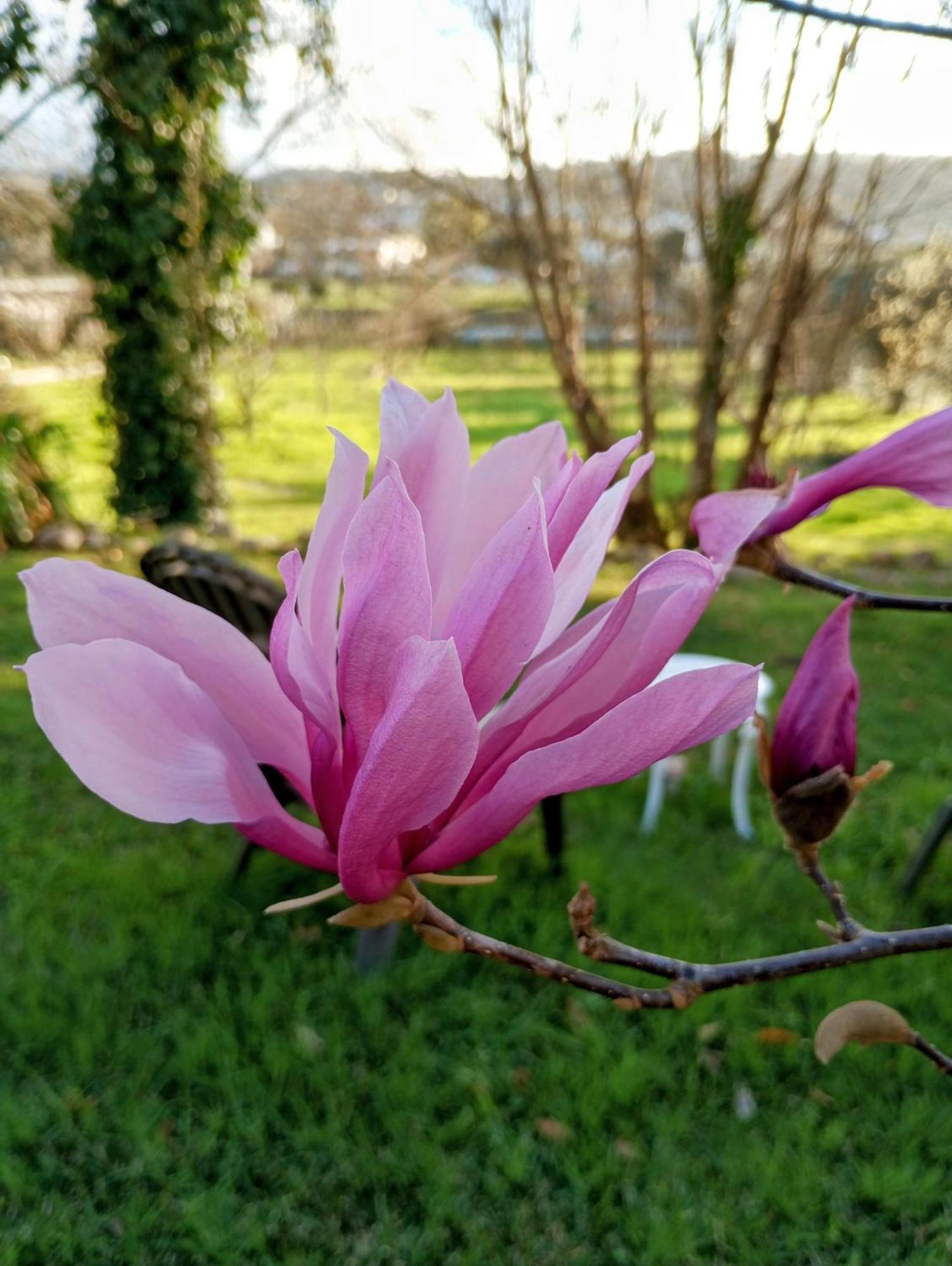 Lousã Magnolias Cottage المظهر الخارجي الصورة