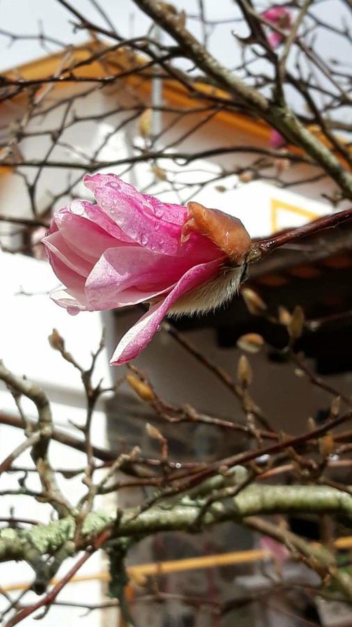 Lousã Magnolias Cottage المظهر الخارجي الصورة